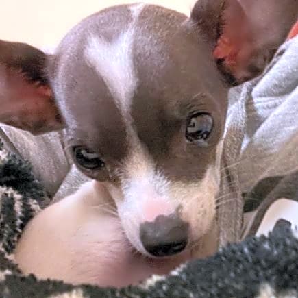 Photo of Princess