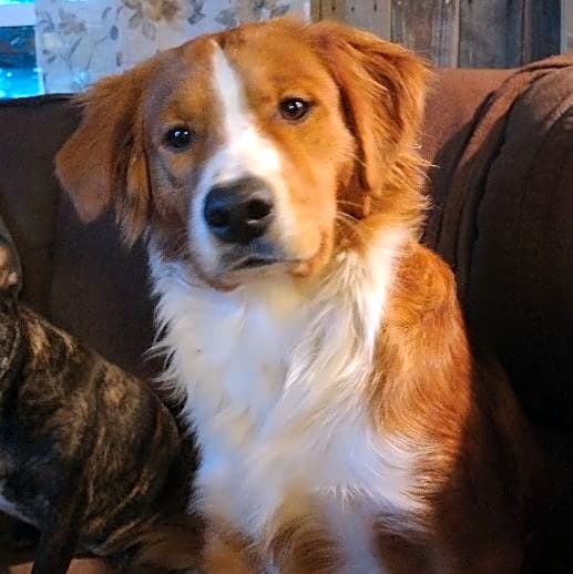 Photo of Dexter