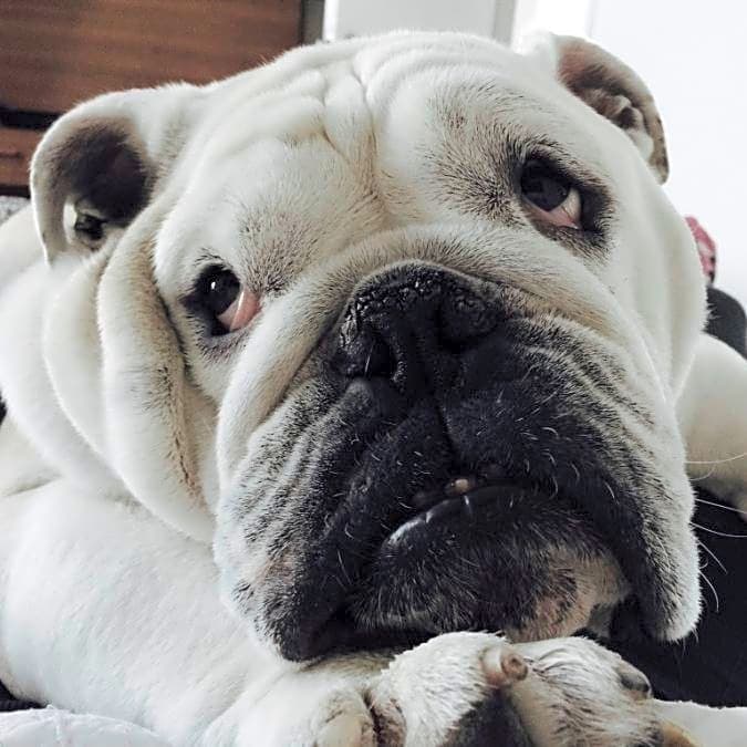 Photo of Oscar