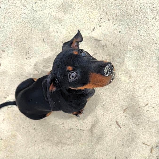Photo of Dash