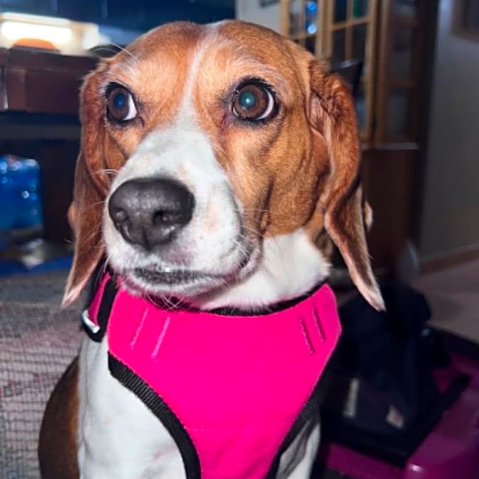Photo of Ruby