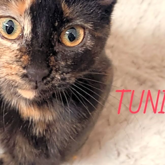 Photo of Tuni Johnson
