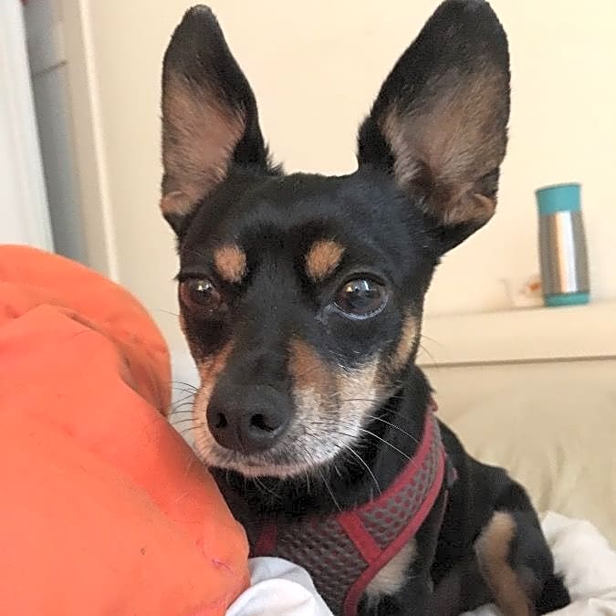 Photo of Nugget (Boo)
