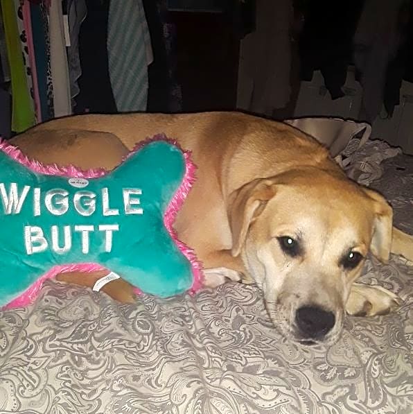 Photo of Wiggles
