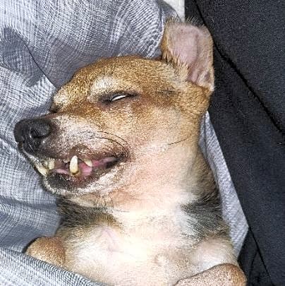 Photo of Puppers