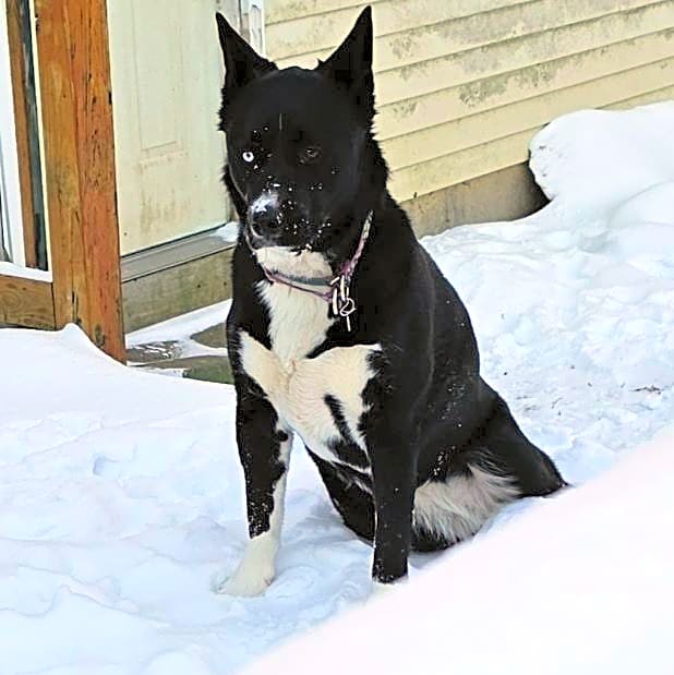Photo of Harley