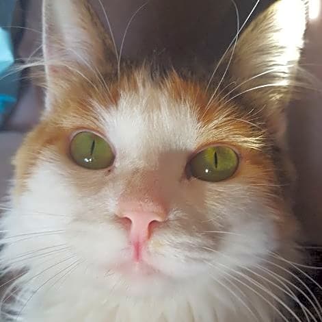 Photo of Iris