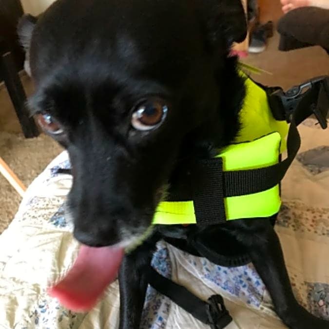 Photo of HoneyBear