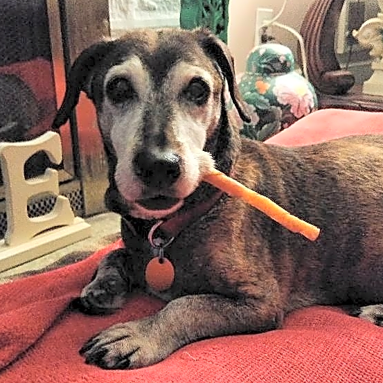 Photo of Coco