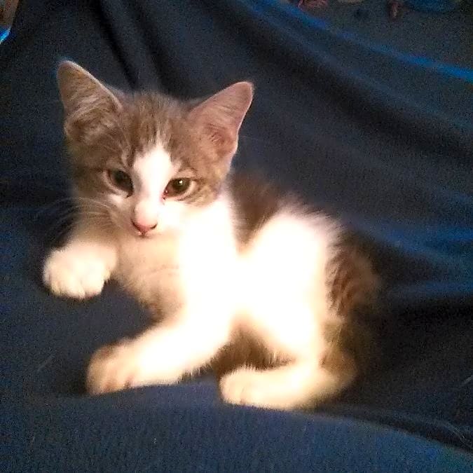 Photo of Smokey