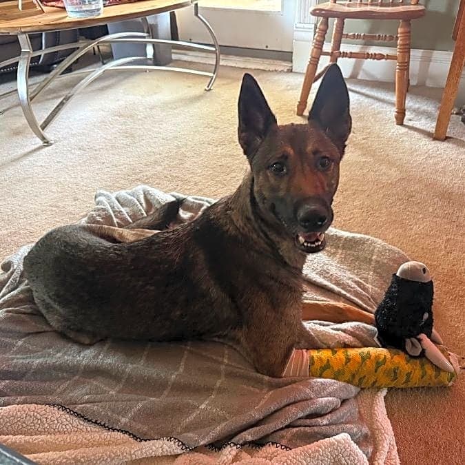 Photo of Maverick