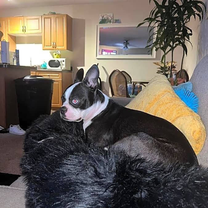 Photo of Millie