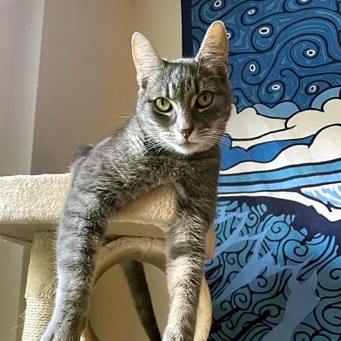 Photo of Wasabi