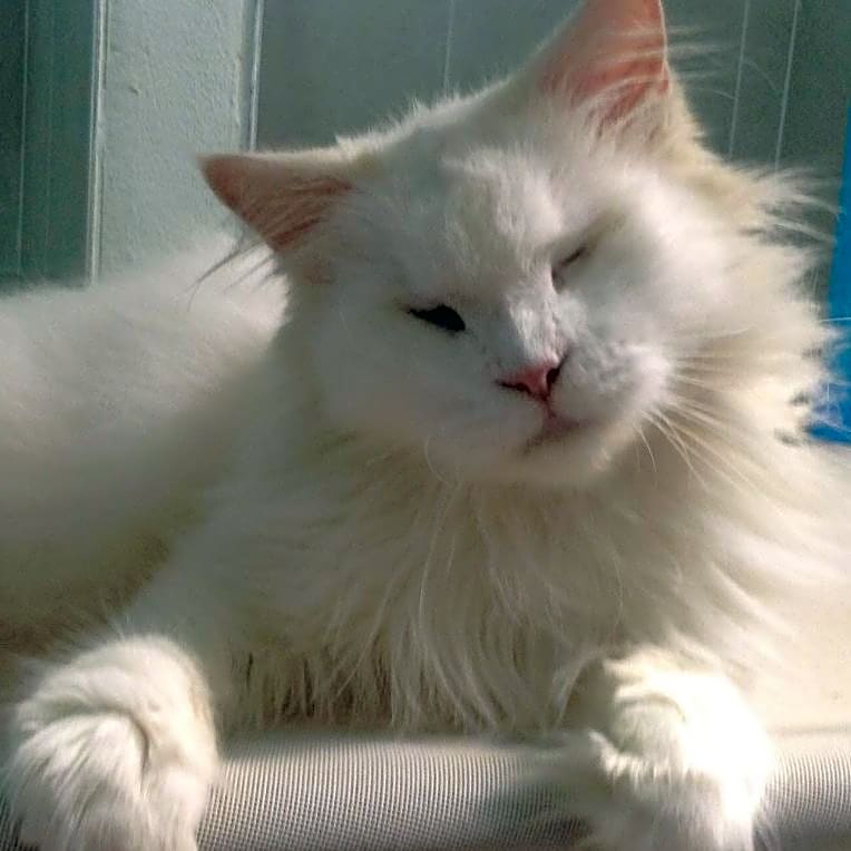 Photo of Coconut (Her Ladyship)