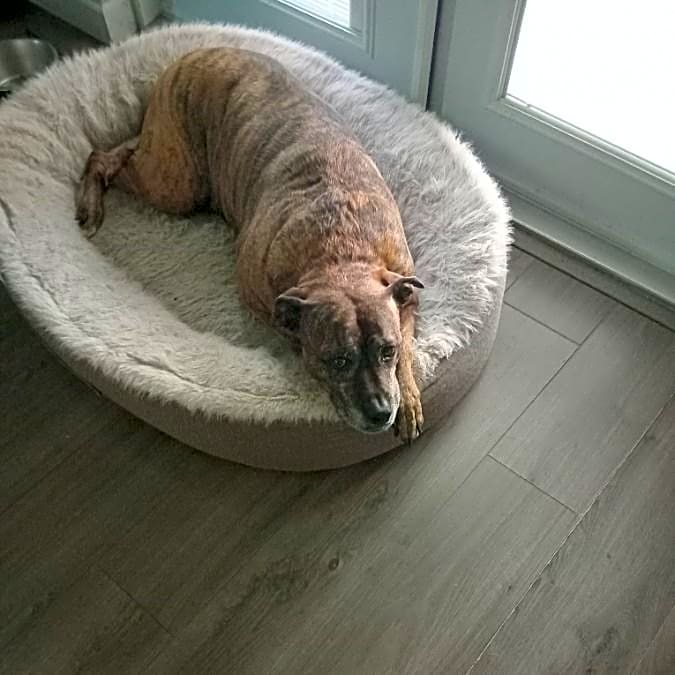 Photo of Honey