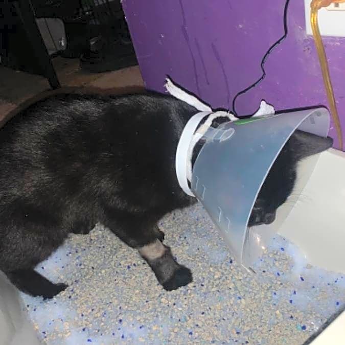 Photo of Obsidian