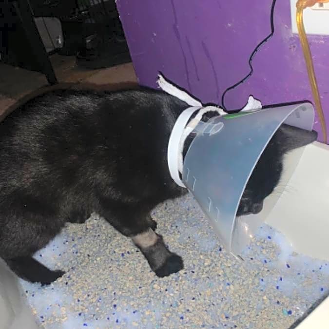 Photo of Obsidian