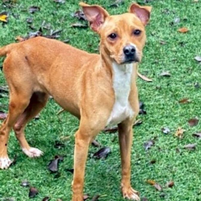 Photo of Cheddar