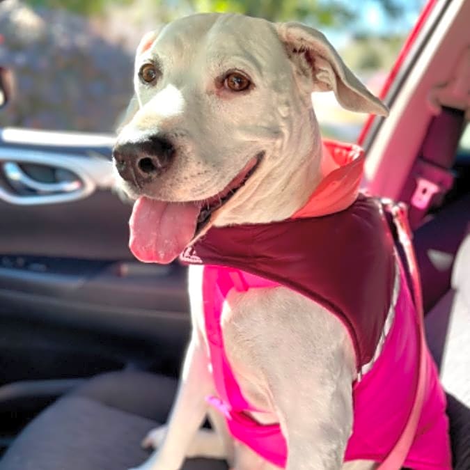 Photo of Roxy