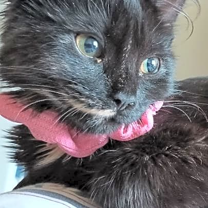 Photo of Halloweena