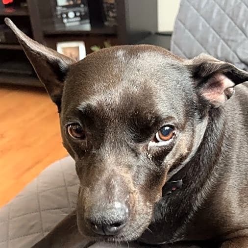 Photo of Mocha
