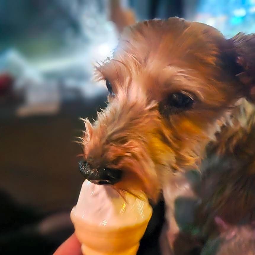 Photo of Odie