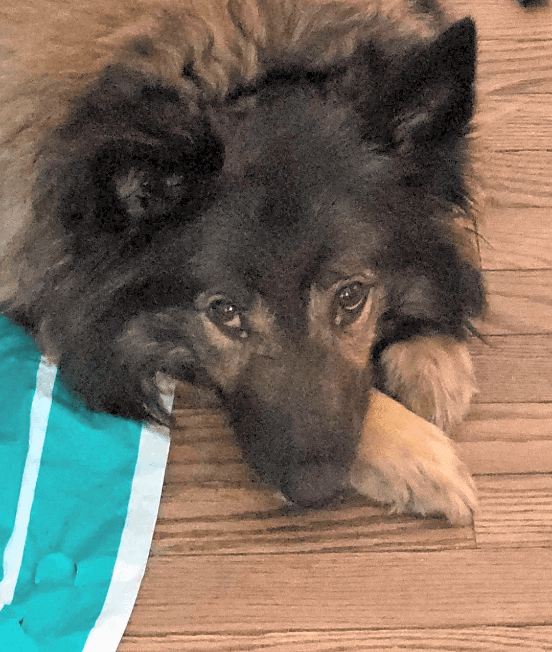 Photo of Wookie