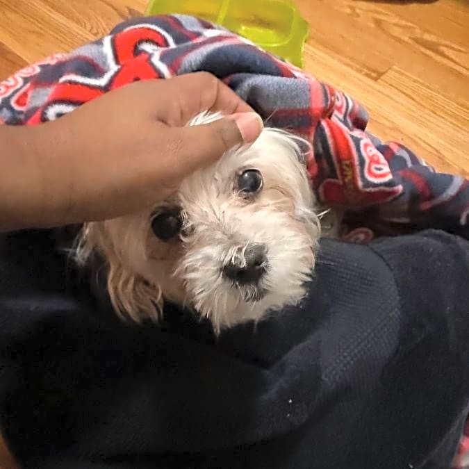 Photo of Taz