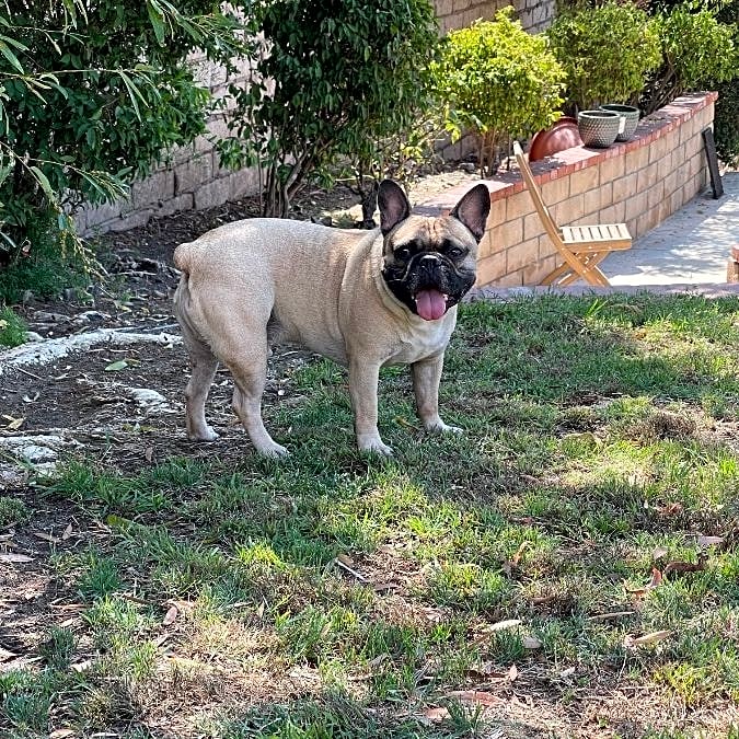 Photo of Bubba