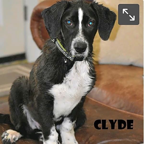 Photo of Clyde Nichols
