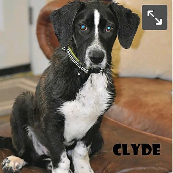 Photo of Clyde Nichols