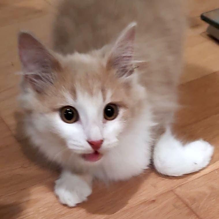 Photo of Chase aka Dumplin