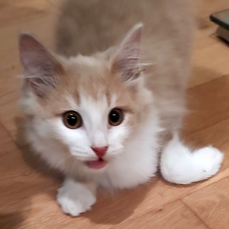 Photo of Chase aka Dumplin