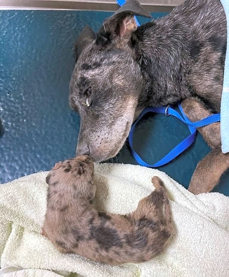 Photo of Jingle and Joy