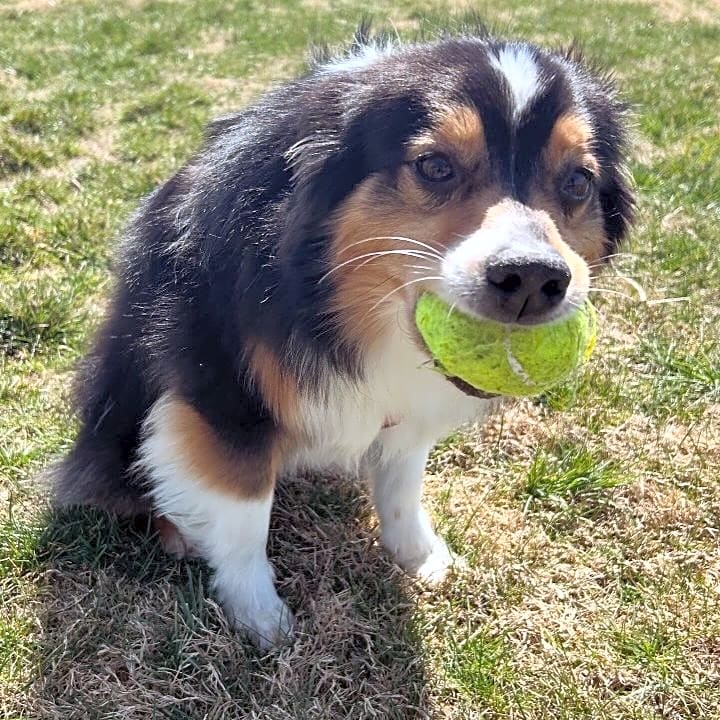 Photo of Bolt