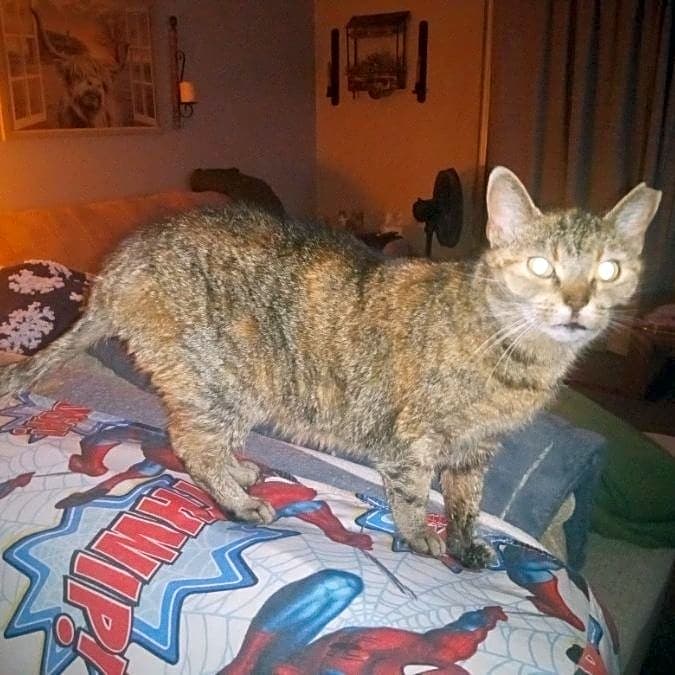 Photo of Miss kitty