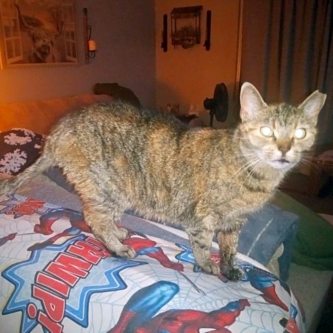 Photo of Miss kitty