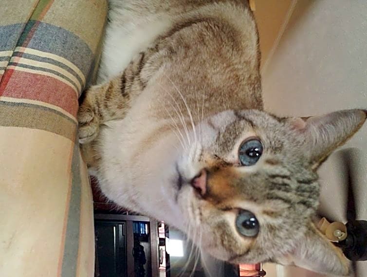 Photo of Basil