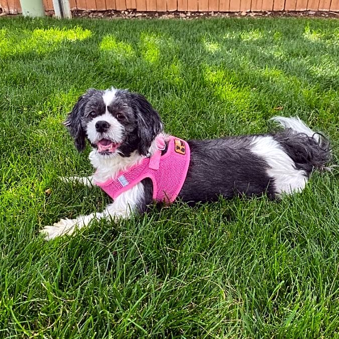 Photo of Luna