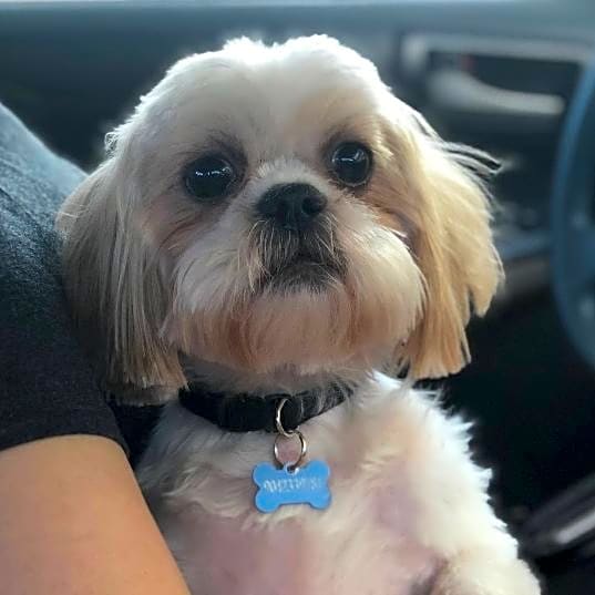 Photo of Chewy