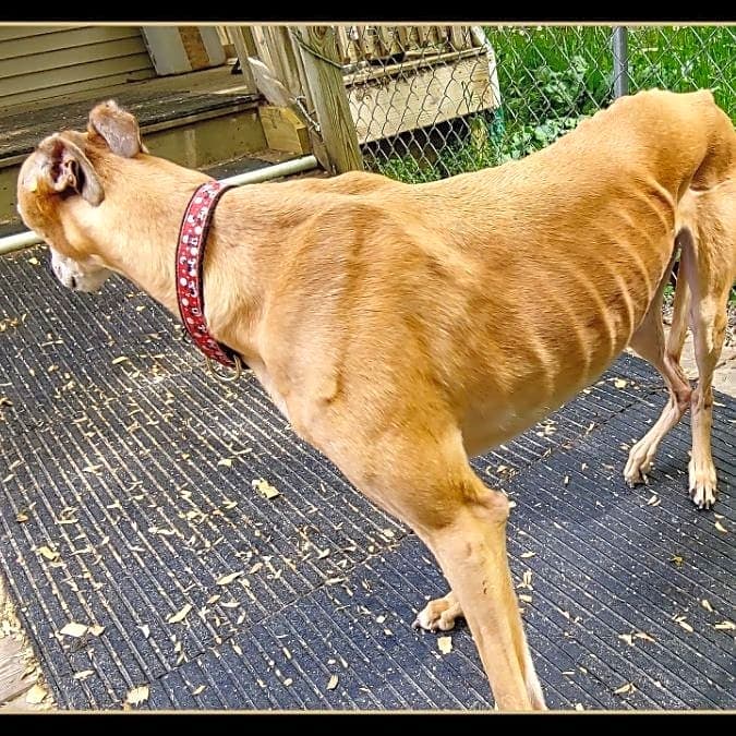 Photo of Firefly