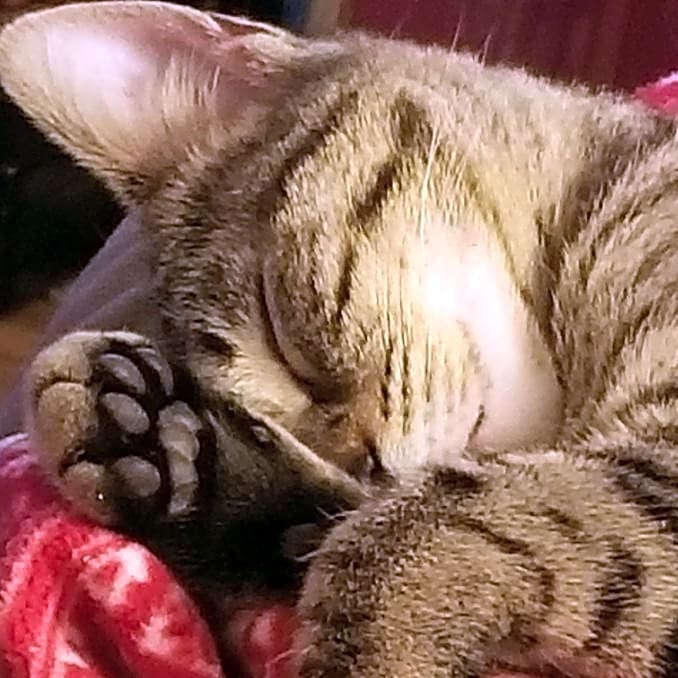 Photo of Willow