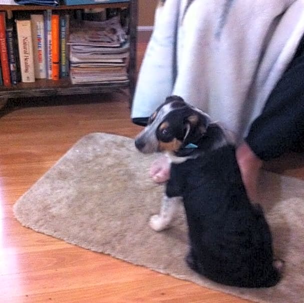 Photo of Pippin