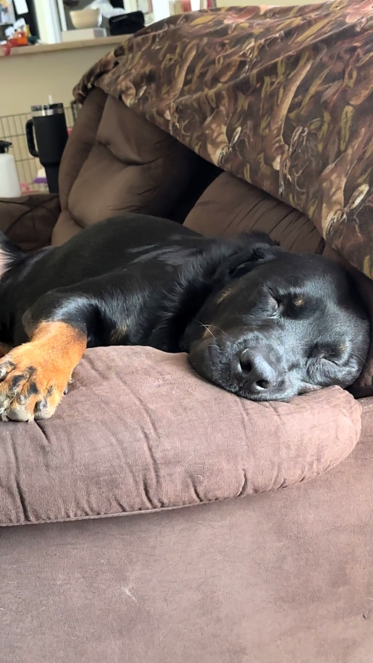 Photo of Kimber