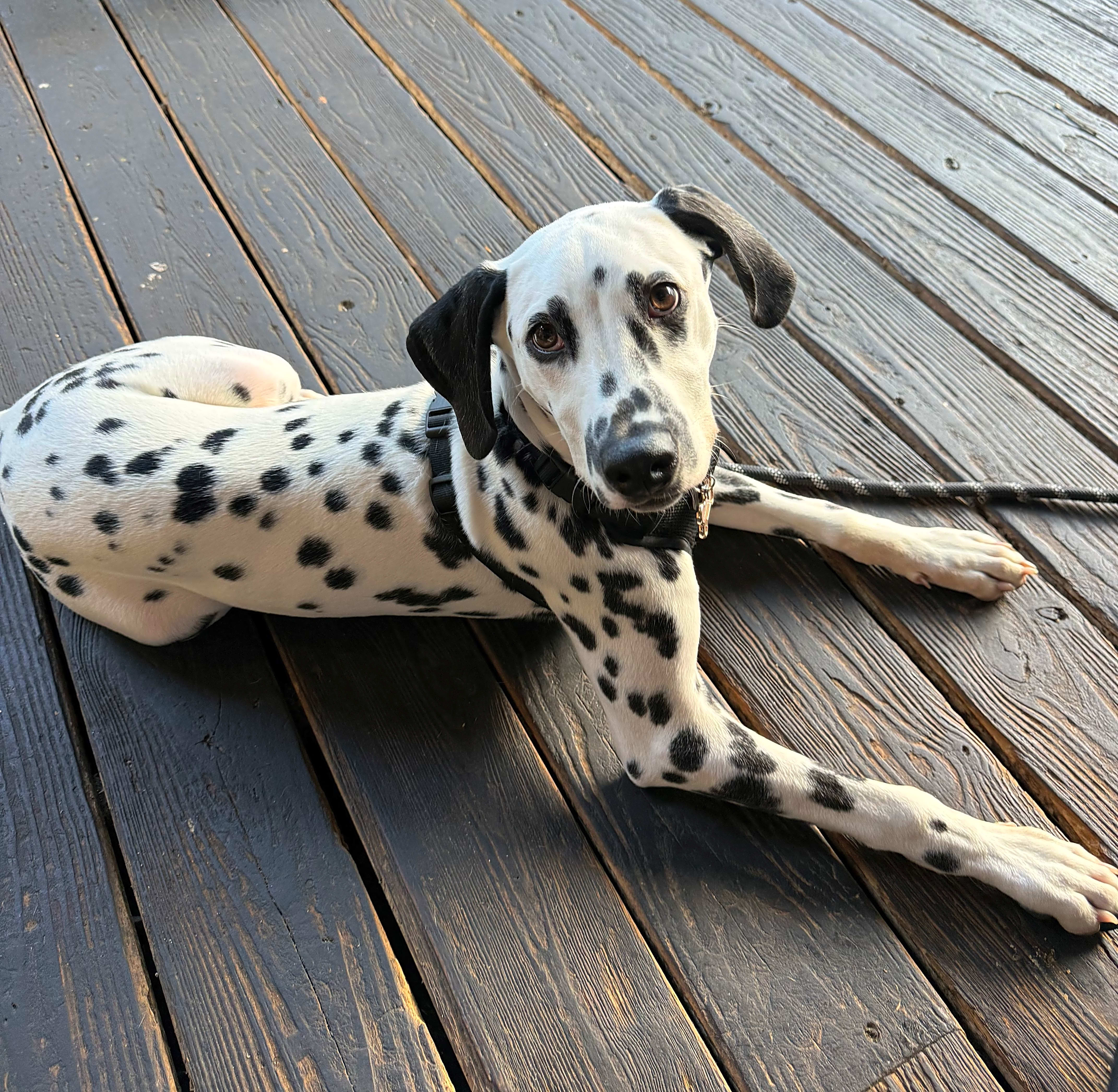 Photo of Koda