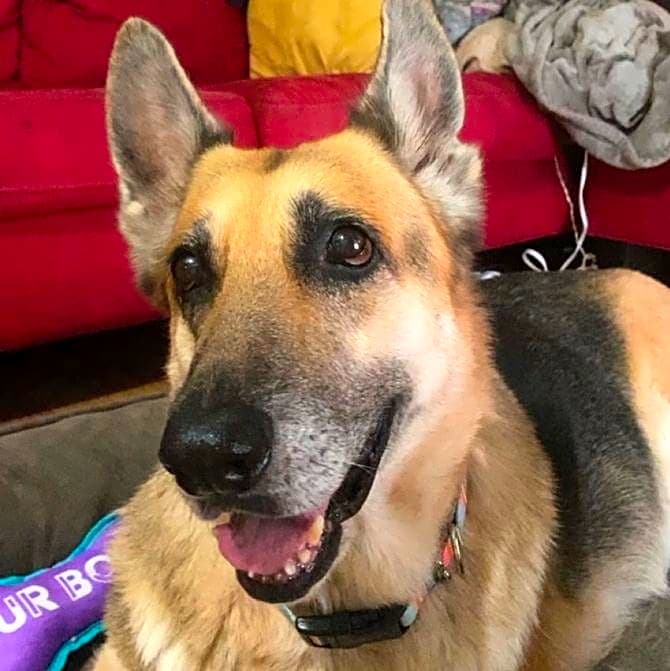 Photo of Sheba