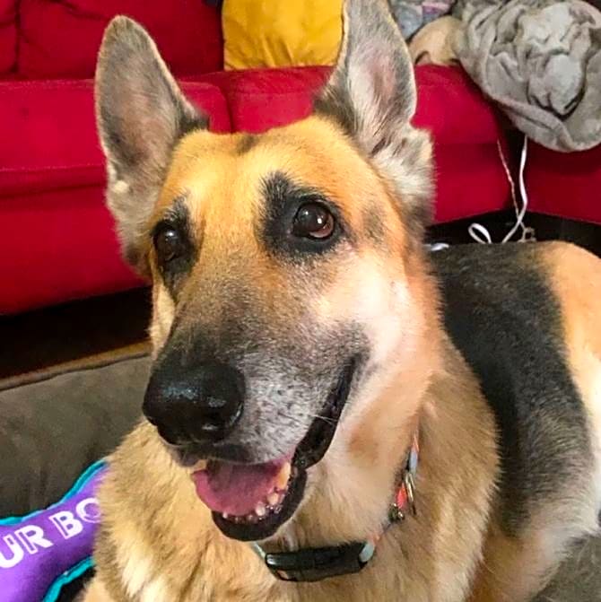 Photo of Sheba