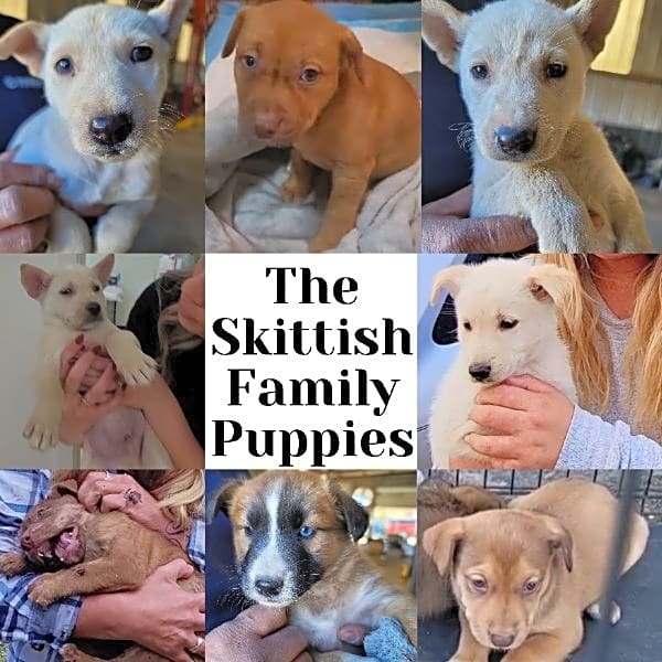 Photo of The Skittish Family Puppies