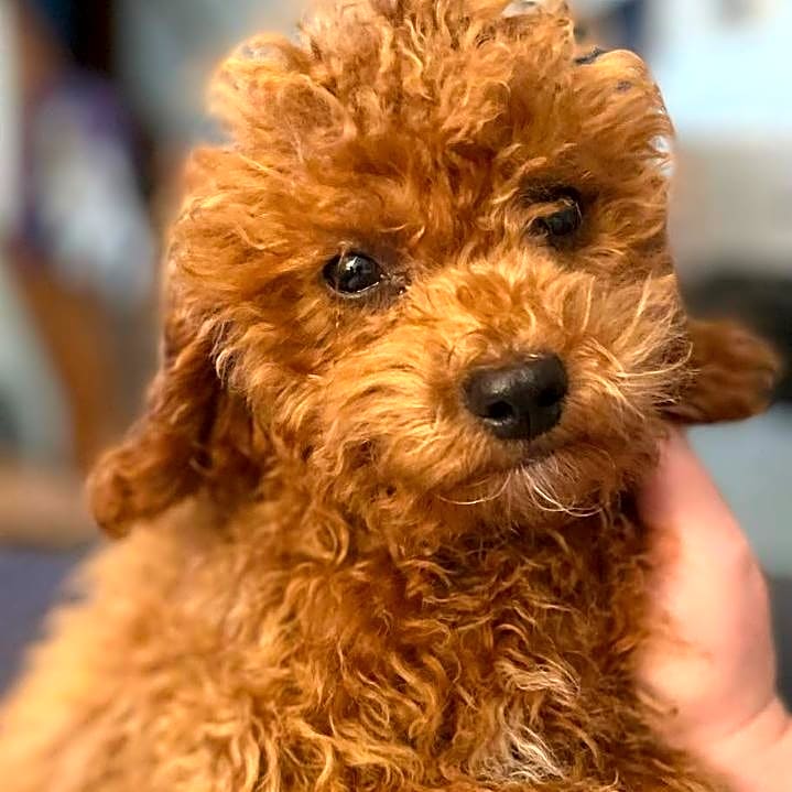 Photo of Figgy