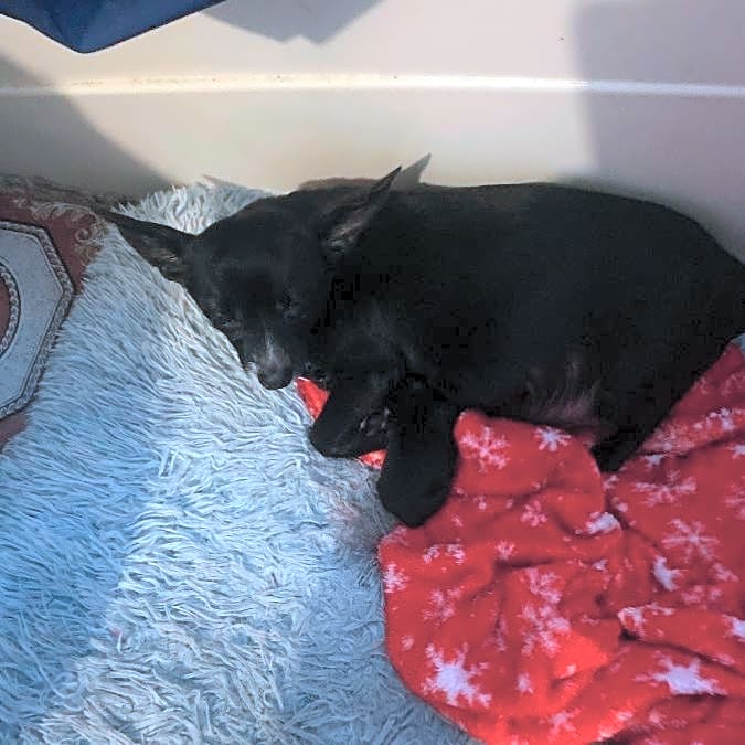 Photo of Blackie